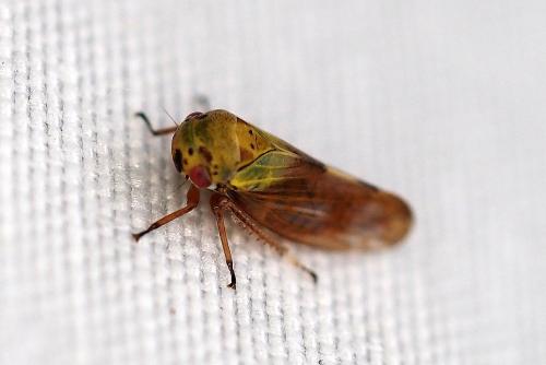 Réf. 323 656 : Oncopsis sp.